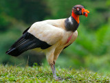 King Vulture