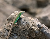 Six-lined Racerunner