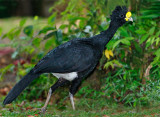 Great Currasow