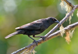 Bronzed Cowbird