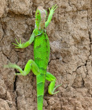 Green Iguana