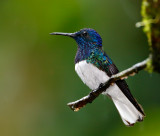 White-necked Jacobin