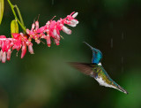 White-necked Jacobin