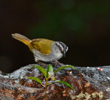 Black-striped Sparrow