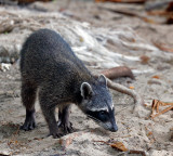 Common Raccoon