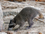 Common Raccoon