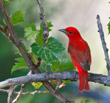 Summer Tanager