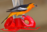 Bullocks Oriole