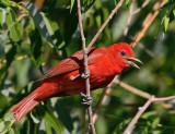 Summer Tanager