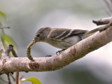 Gray Flycatcher