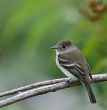 Least Flycatcher