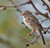 Brewers Sparrow