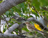 Gray Flycatcher