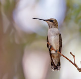 Black-chinned Hummingbird