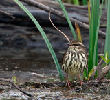 Northern Waterthrush