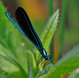 Ebony Jewelwing