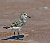 White-rumped Sandpiper