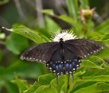 Eastern Tiger Swallowtail