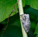 Gray Treefrog