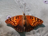 Tawny Emperor