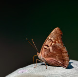 Tawny Emperor