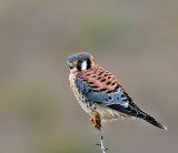 American Kestrel