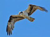 Osprey