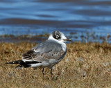 Franklins Gull