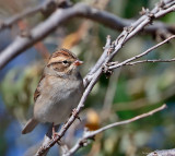 Chipping Sparrow