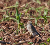 Merlin