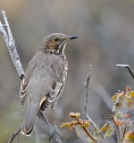 Sage Thrasher