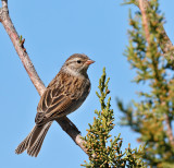 Chipping Sparrow