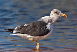 Lesser Black-backed Gull