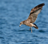 California Gull