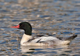 Common Merganser