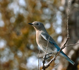 Mountain Bluebird