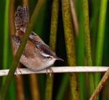 Marsh Wren