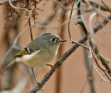 Ruby-crowned Kinglet