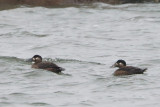 Surf Scoters