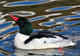 Common Merganser