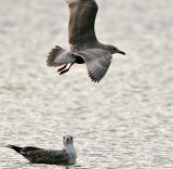 Thayers Gull