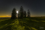 Moonlight Shadows in the Monkey Puzzle Trees