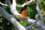 Tropical Leafwing