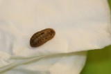 Gray Hairstreak Chrysalis