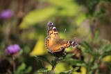 Butterfly Life Cycles Galleries