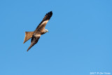 Red kite / Rode wouw