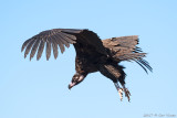 Black vulture/ Monniksgier