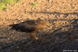 Black kite / Zwarte wouw