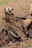 Black vulture/ Monniksgier