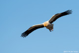 Egyptian vulture / Aasgier